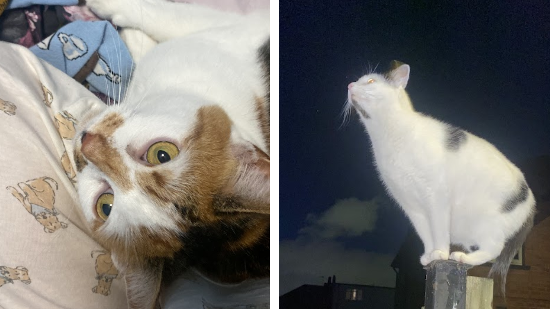 Ett collage med två bilder av två katter. Den ena ligger i en säng och den andra sitter på ett staket.