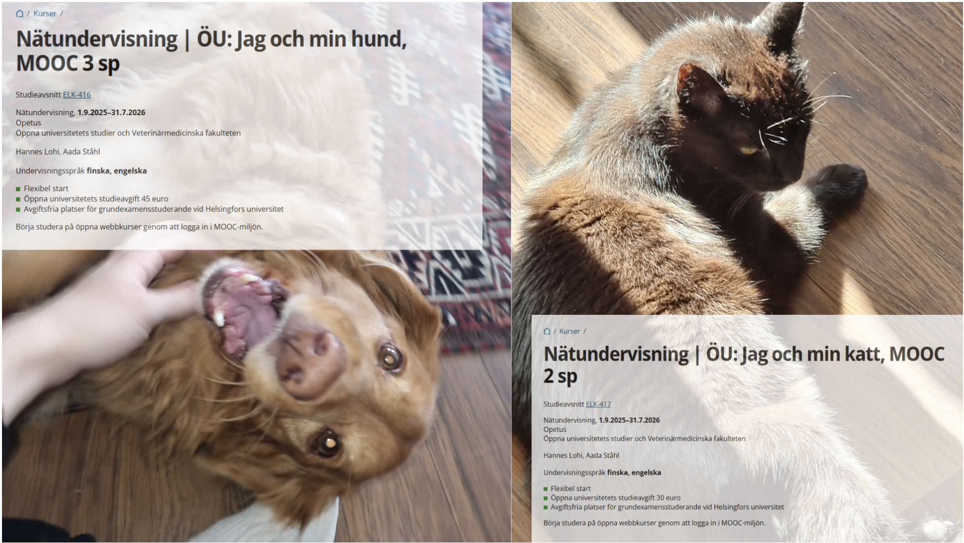 Fem kurser du kan gå för snabba studiepoäng